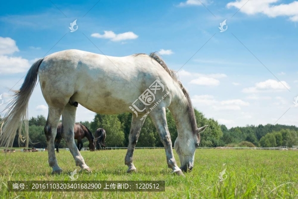 馬