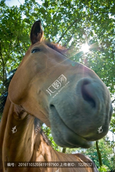 馬
