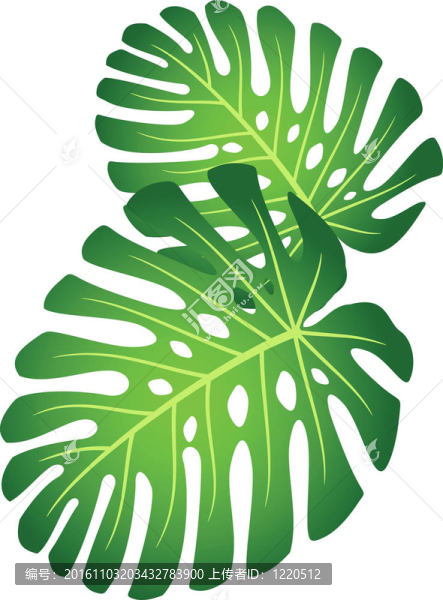 葉的熱帶植物-,Monstera。