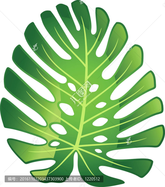 葉的熱帶植物-,Monstera。