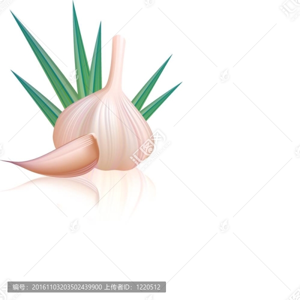 紫丁香丁香。插畫。