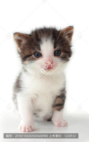 小貓