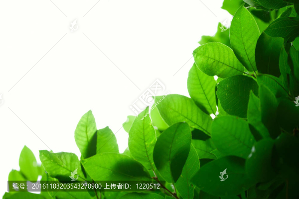 白色背景下的綠葉