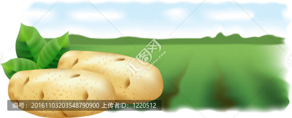 土豆和土豆場。插畫。全景。