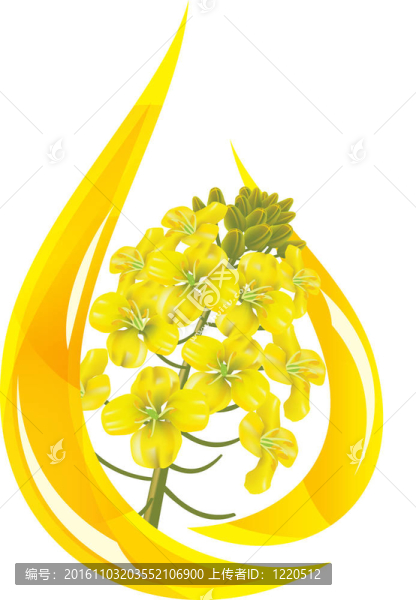 菜籽油.油、油菜花程式化滴。