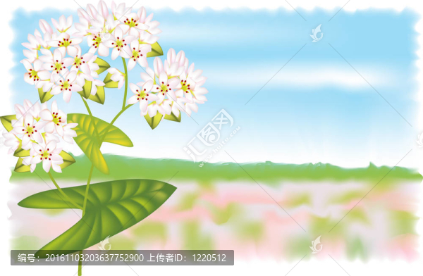 蕎麥花。白色背景插圖。