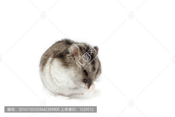 搬倉鼠