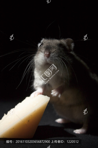 倉(cāng)鼠奶酪