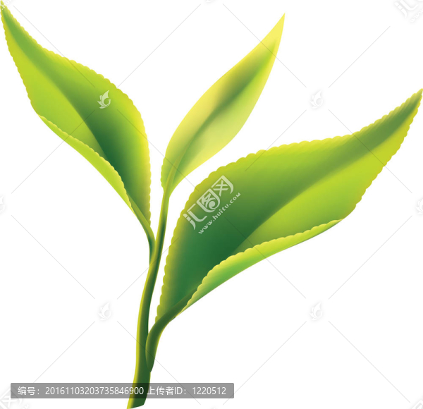 白底鮮綠茶葉