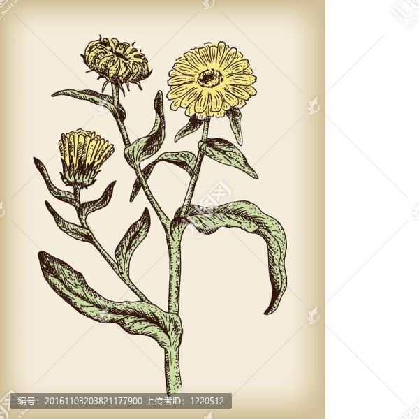 金盞花。插畫。