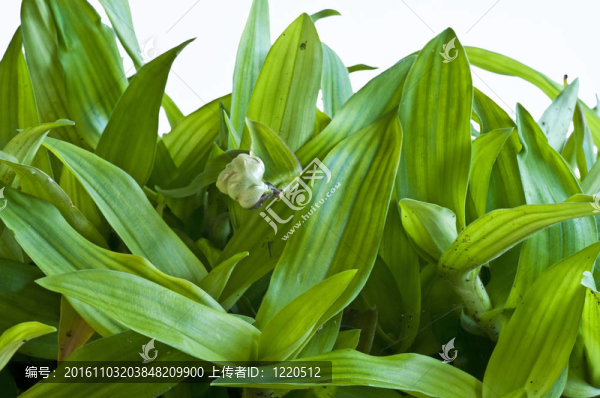 北京草