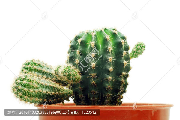 仙人掌