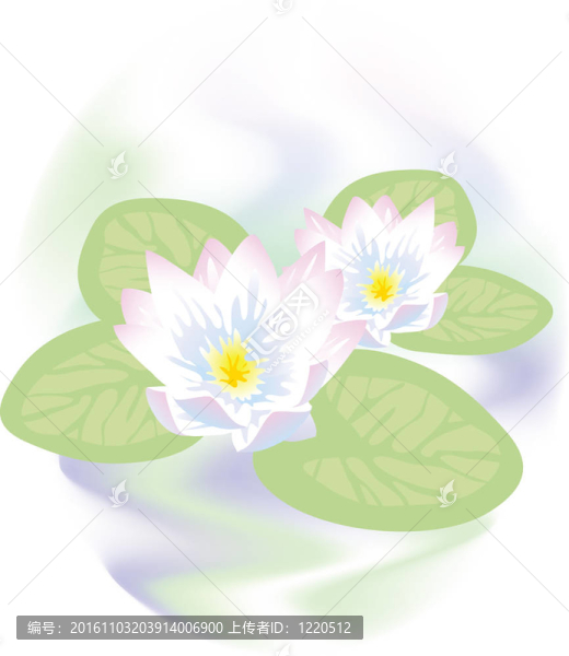 荷花在水里。