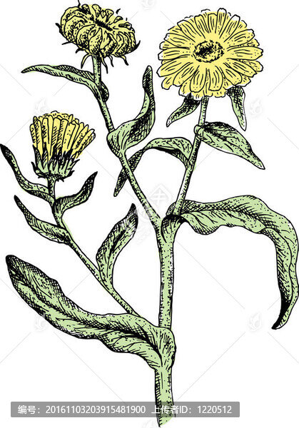 金盞花。插畫。