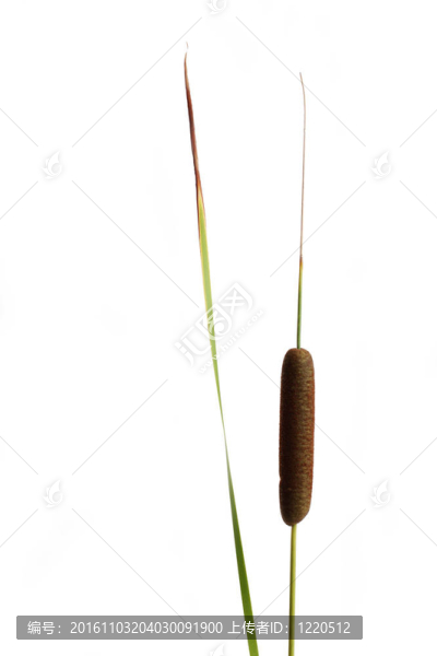 香蒲