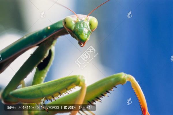 螳螂看著你