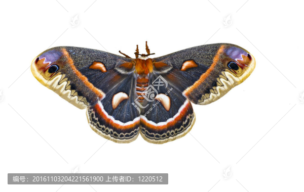 Cecropia,Moth分離