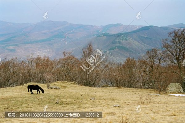 山坡上孤獨的馬。