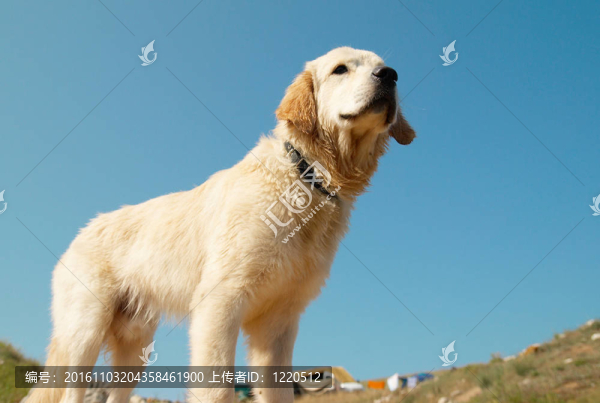 在海岸的黃金獵犬。