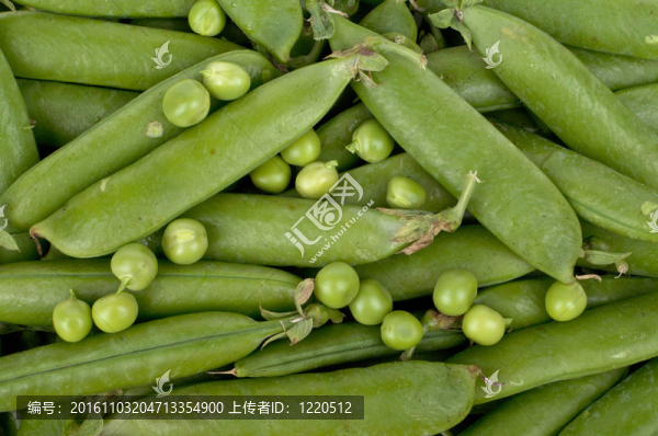 豌豆莢