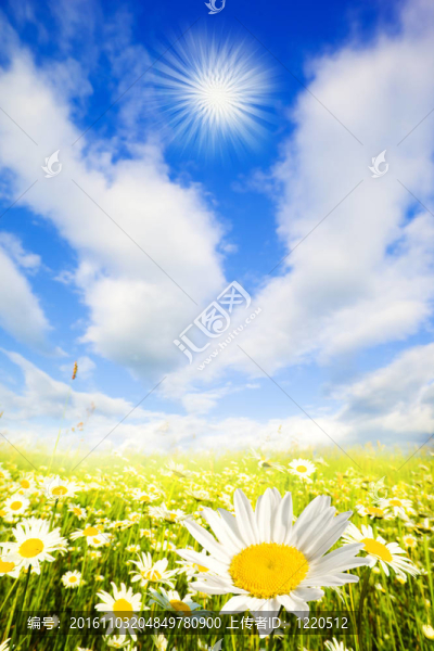 迷人的夏天