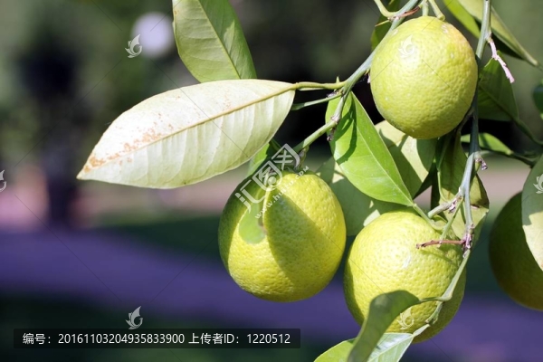 檸檬樹