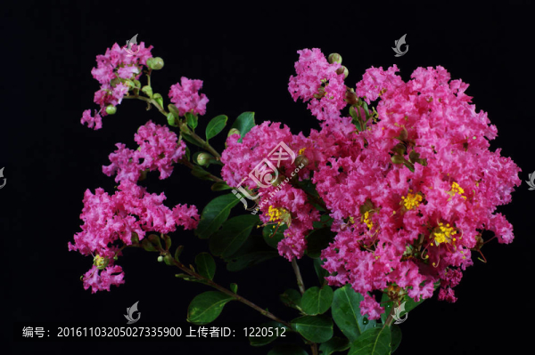 紫薇花