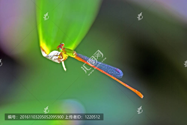 蜻蜓