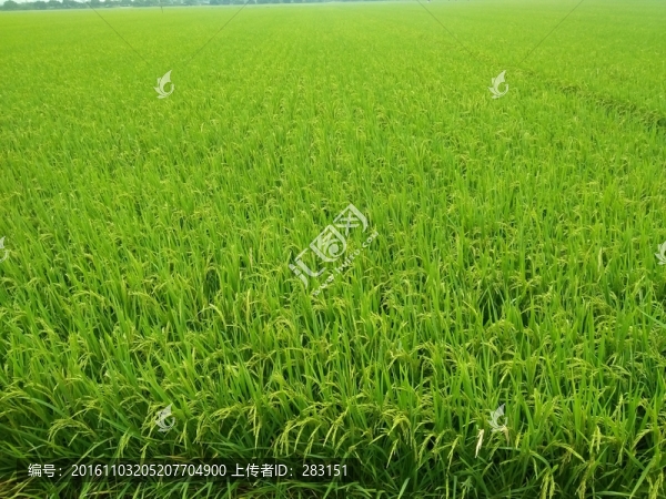 水稻