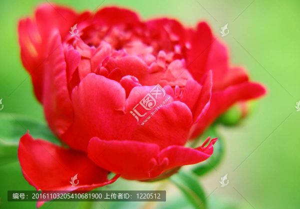 摘要紅牡丹