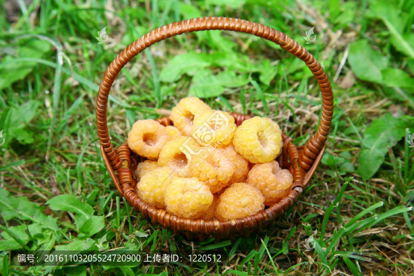 黃莓籃