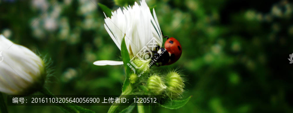 在綠色的草地上雛菊和瓢蟲夏天的旗幟
