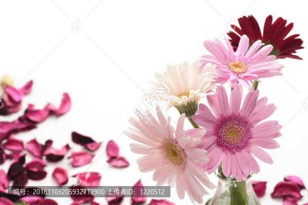 粉色非洲菊