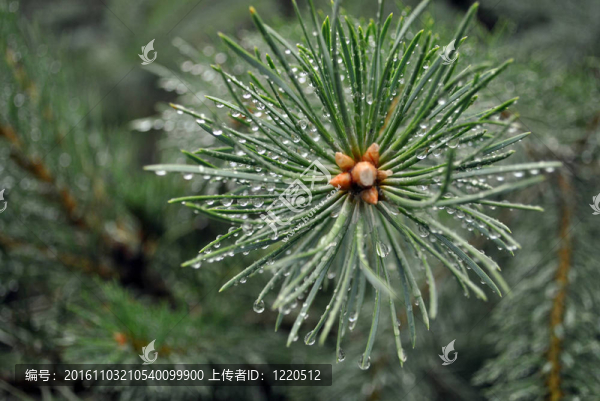 針葉樹枝