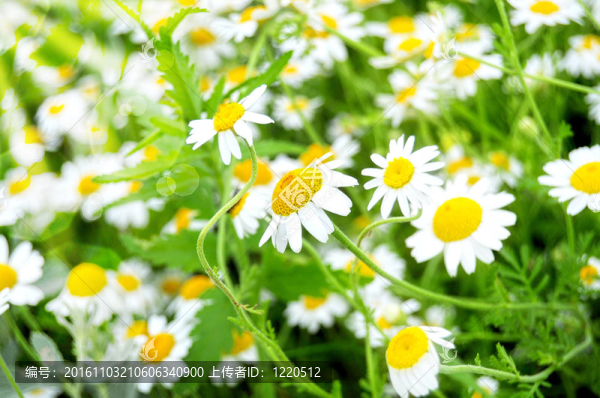 洋甘菊和射線光