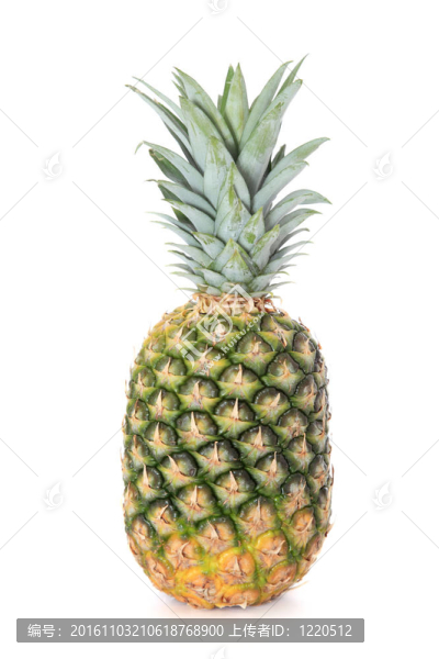 菠蘿
