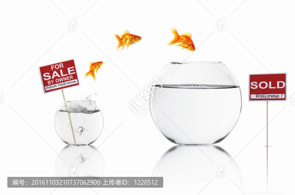 在一個魚缸里的金魚