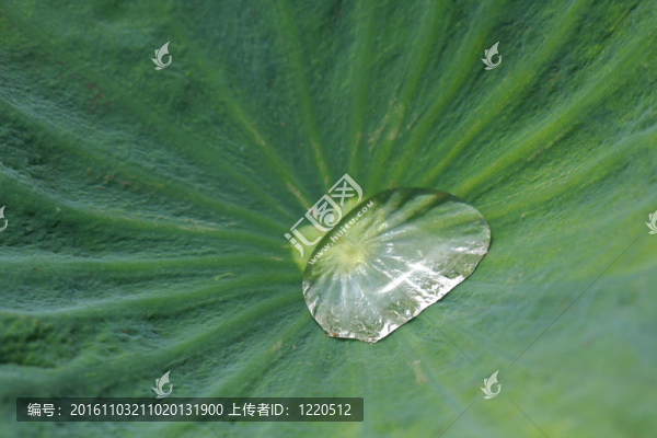 荷花；荷花