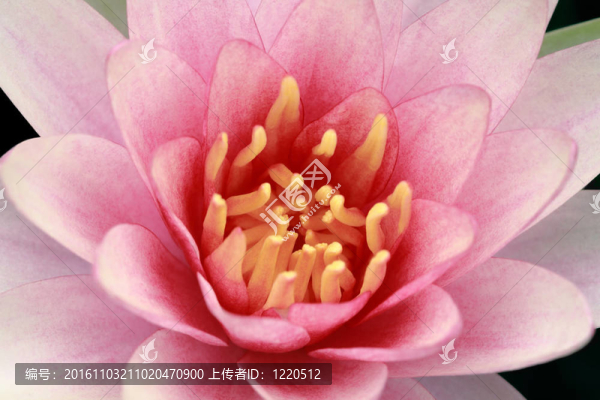 荷花；荷花