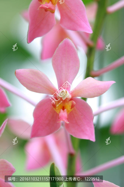 粉紅蘭花
