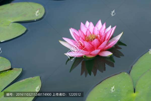 荷花；荷花