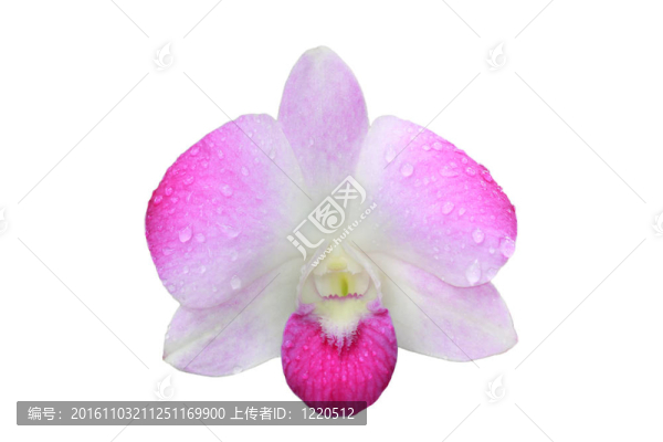單一的孤立的蘭花