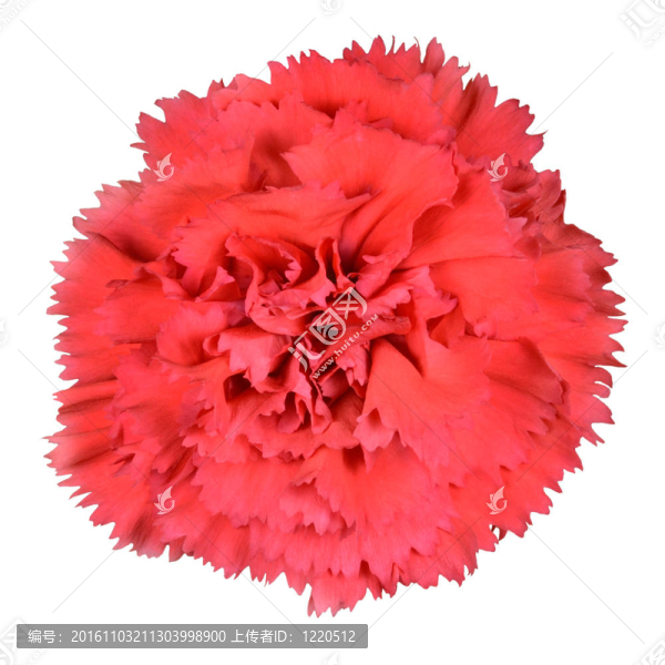 紅色康乃馨石竹花卉隔離