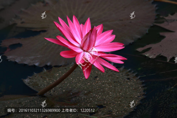 荷花；荷花