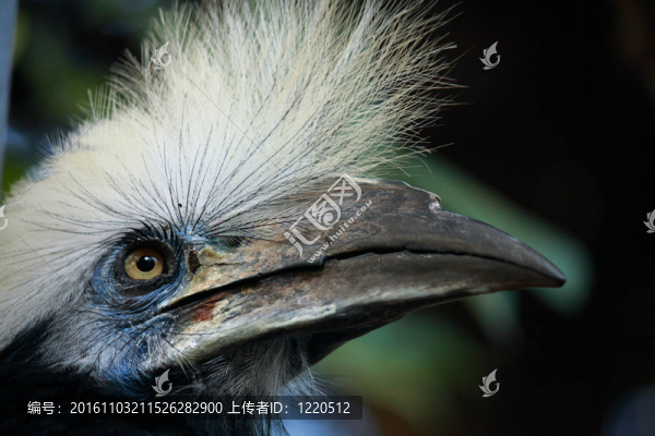 白冠犀鳥的鳥