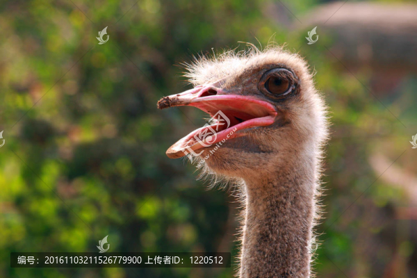 鴕鳥的頭部開槍