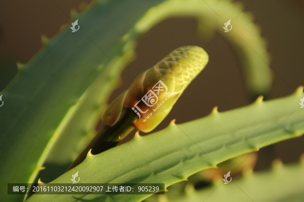 蘆薈