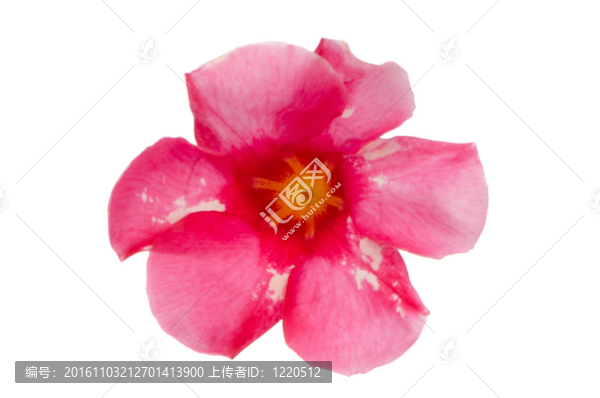 粉紅色的花Mandevilla
