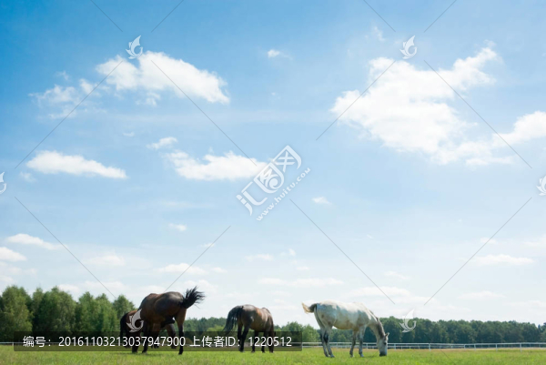 馬