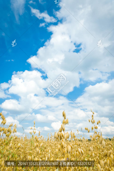 燕麥